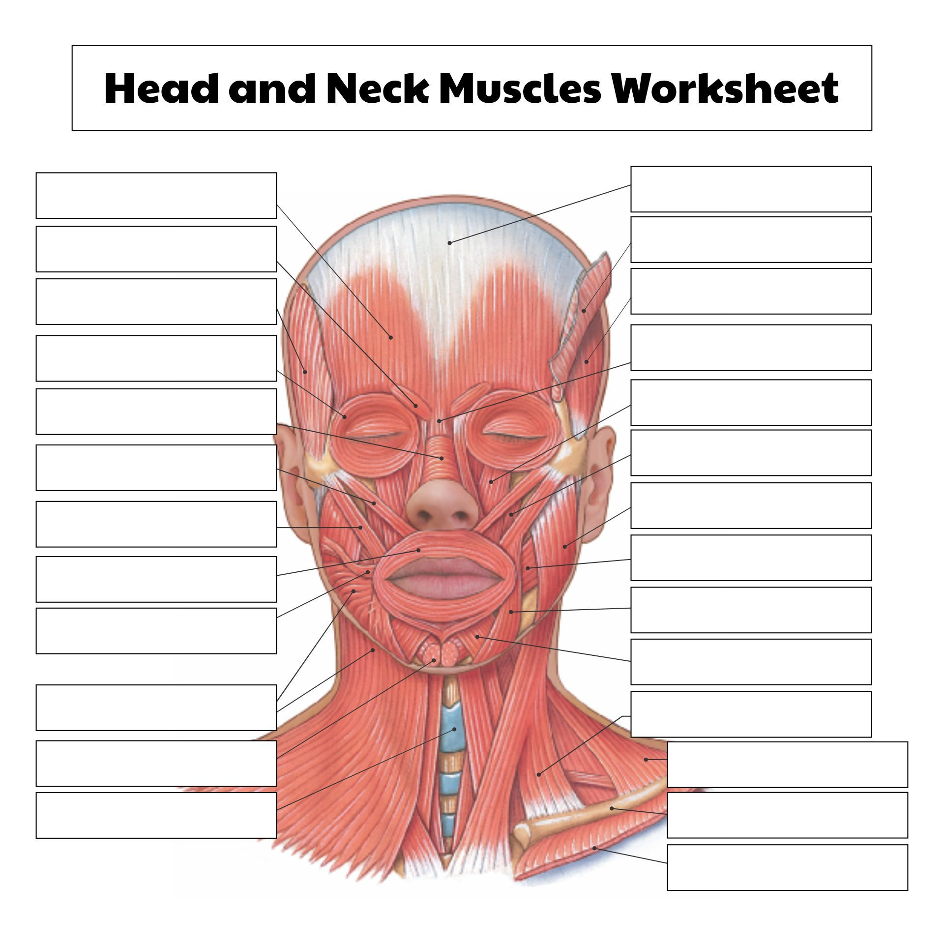 10 Best Printable College Anatomy Worksheets Muscles Pdf For Free with Free Printable Human Anatomy Worksheets