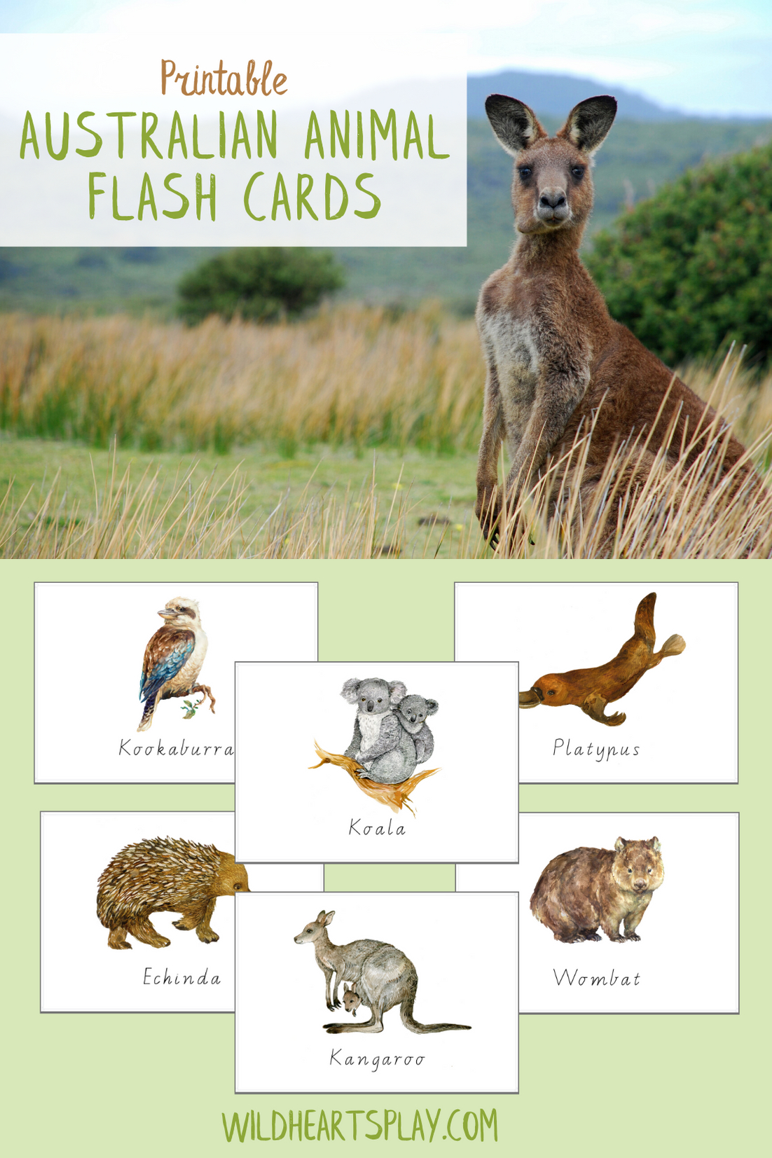 12 Australian Animal Flash Cards Printable Digital Download pertaining to Free Printable Pictures of Australian Animals