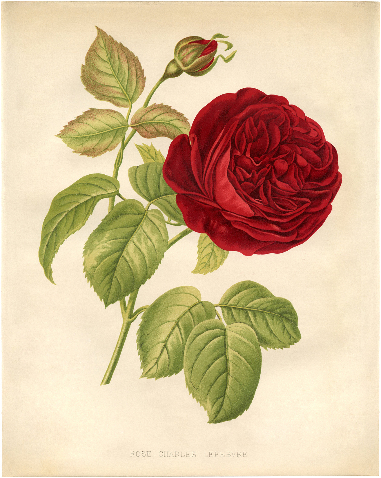 14 Free Vintage Roses Images - Gorgeous! - The Graphics Fairy with regard to Free Printable Roses