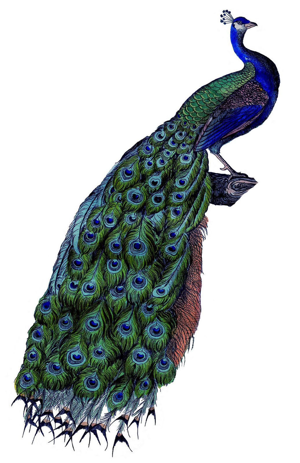 22 Free Peacock Images - Fabulous! - The Graphics Fairy regarding Free Printable Peacock Pictures