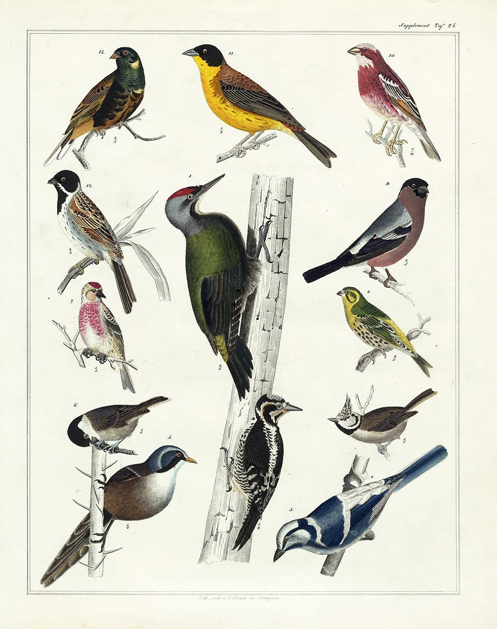 25 Free Vintage Bird Printable Images | Remodelaholic intended for Free Printable Images Of Birds