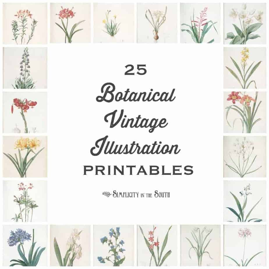 25 Vintage Botanical Illustrations: Free Printable Art in Floral Printables Free