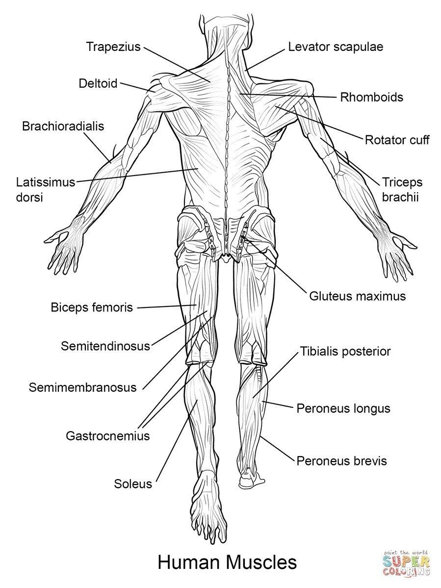 Anatomy Coloring Pages Free Anatomy Coloring Pages 18 Printable in Free Printable Human Anatomy Coloring Pages