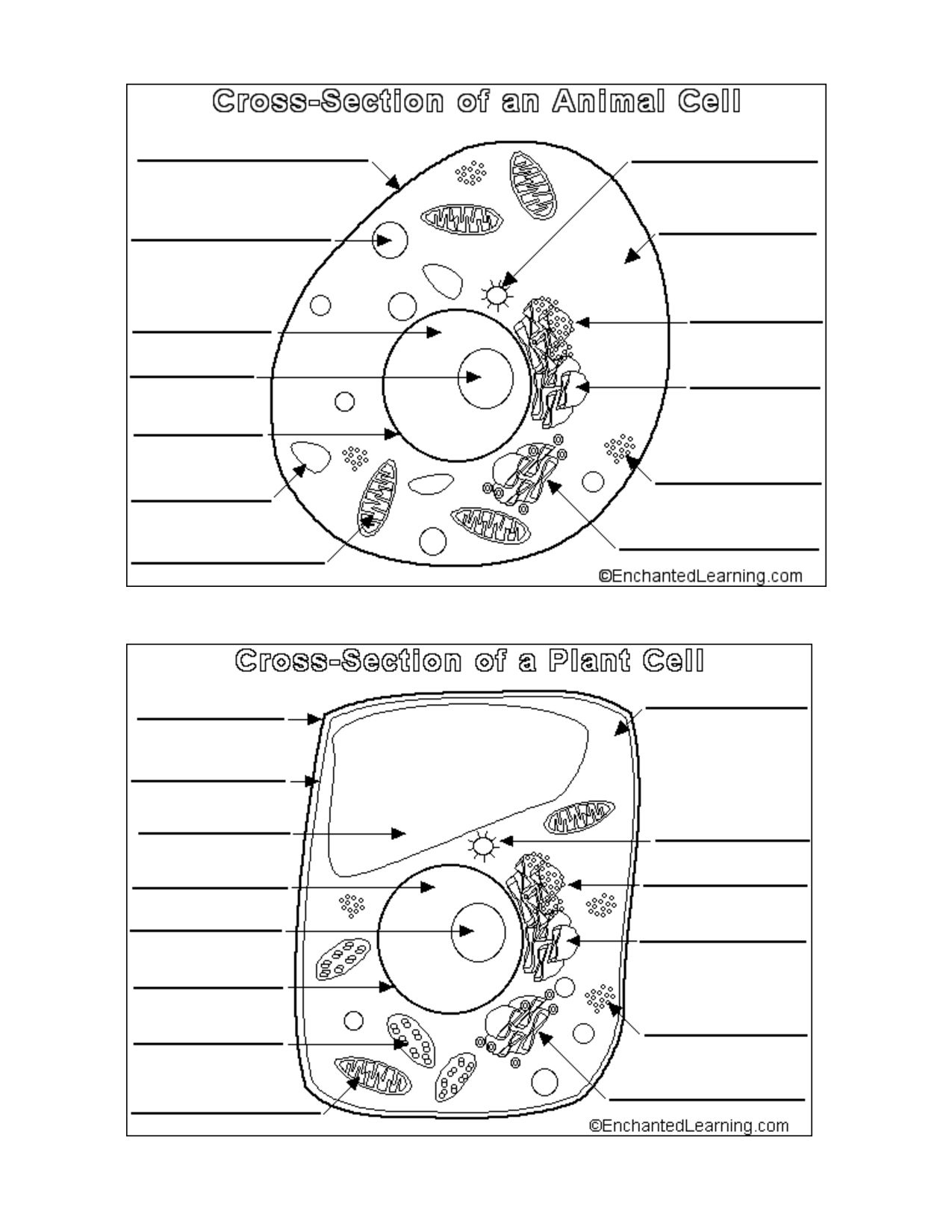 Animal And Plant Cells Worksheet with regard to Free Printable Cell Worksheets