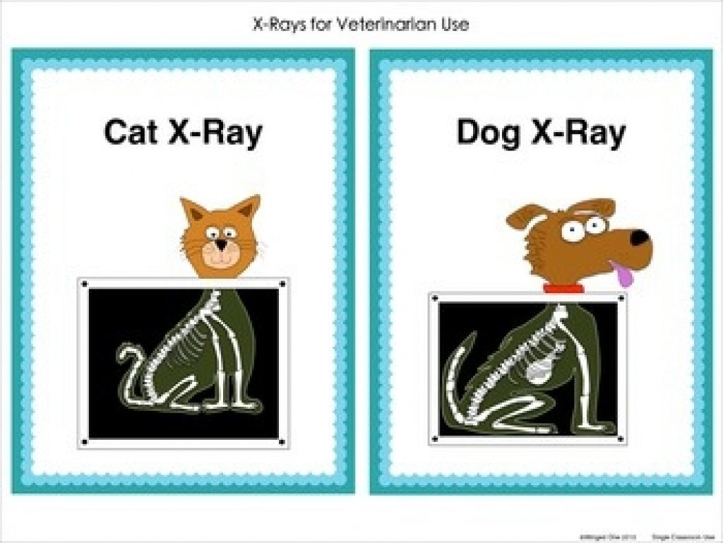 Animal X Rays Printables Free - Templates Online throughout Free Printable Animal X Rays