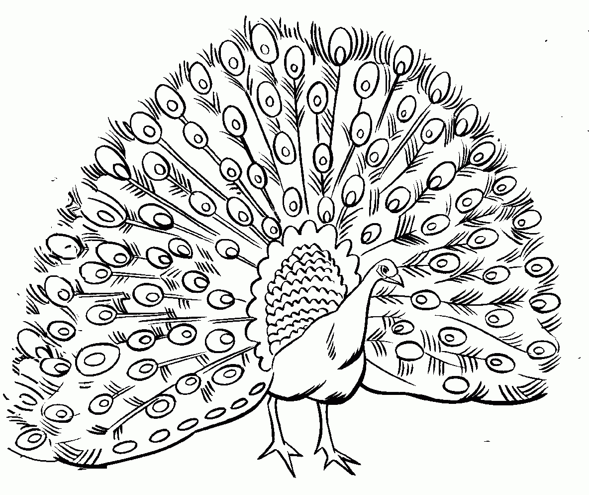 Arthur&amp;#039;S Free B&amp;amp;W Poultry Clip Art Page 2 | Peacock Coloring Pages in Free Printable Peacock Pictures