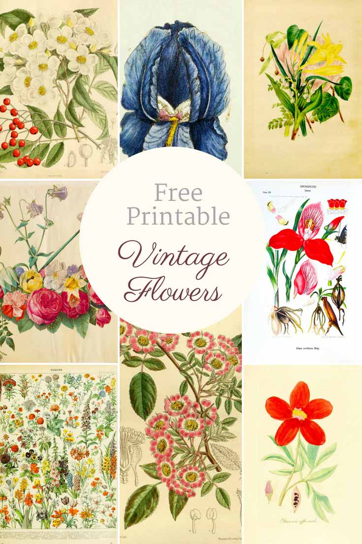 Beautiful Free Vintage Flower Pictures To Download - Picture Box Blue in Free Printable Decoupage Flowers