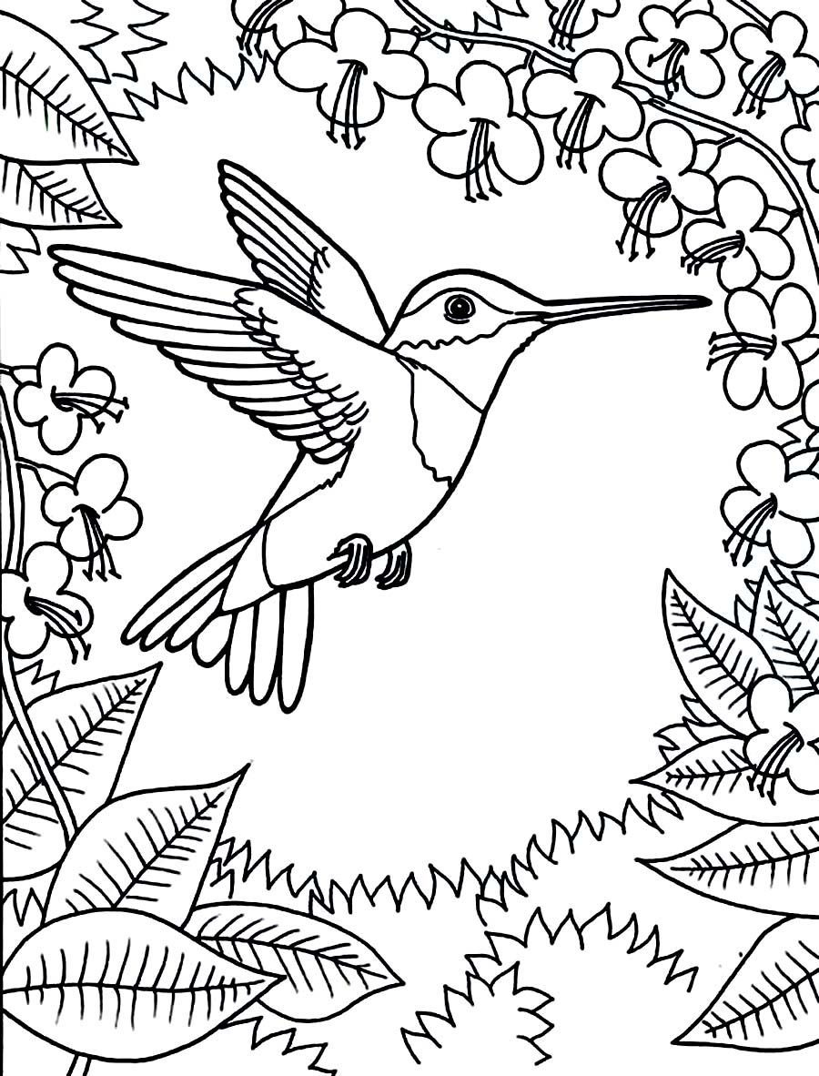 Beautiful Hummingbird Printable Card To Color – Coloring.rocks intended for Free Printable Pictures of Hummingbirds