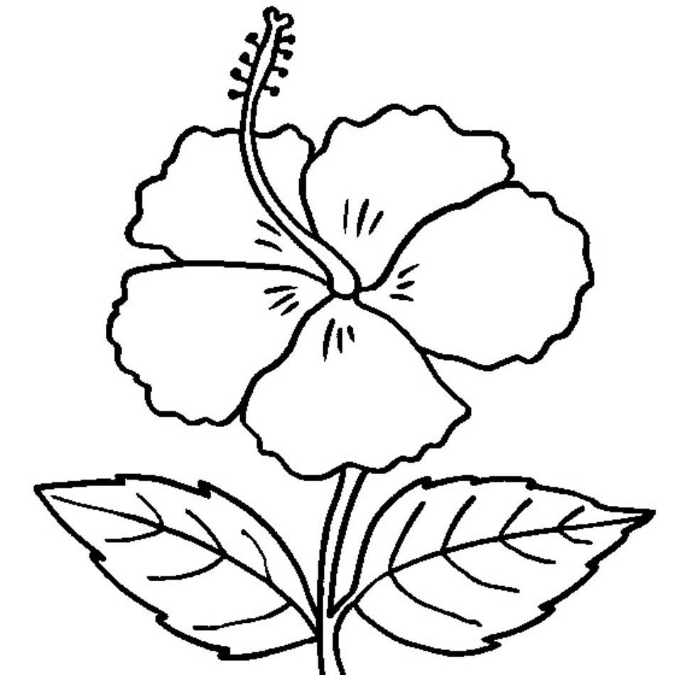 Coloring Pages | Free Printable Hibiscus Coloring Pages within Free Printable Hibiscus Coloring Pages