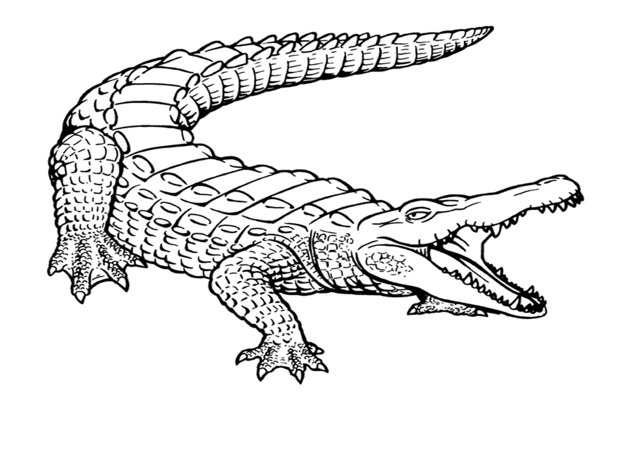 Crocodile Coloring Pages For Kids in Free Printable Pictures of Crocodiles