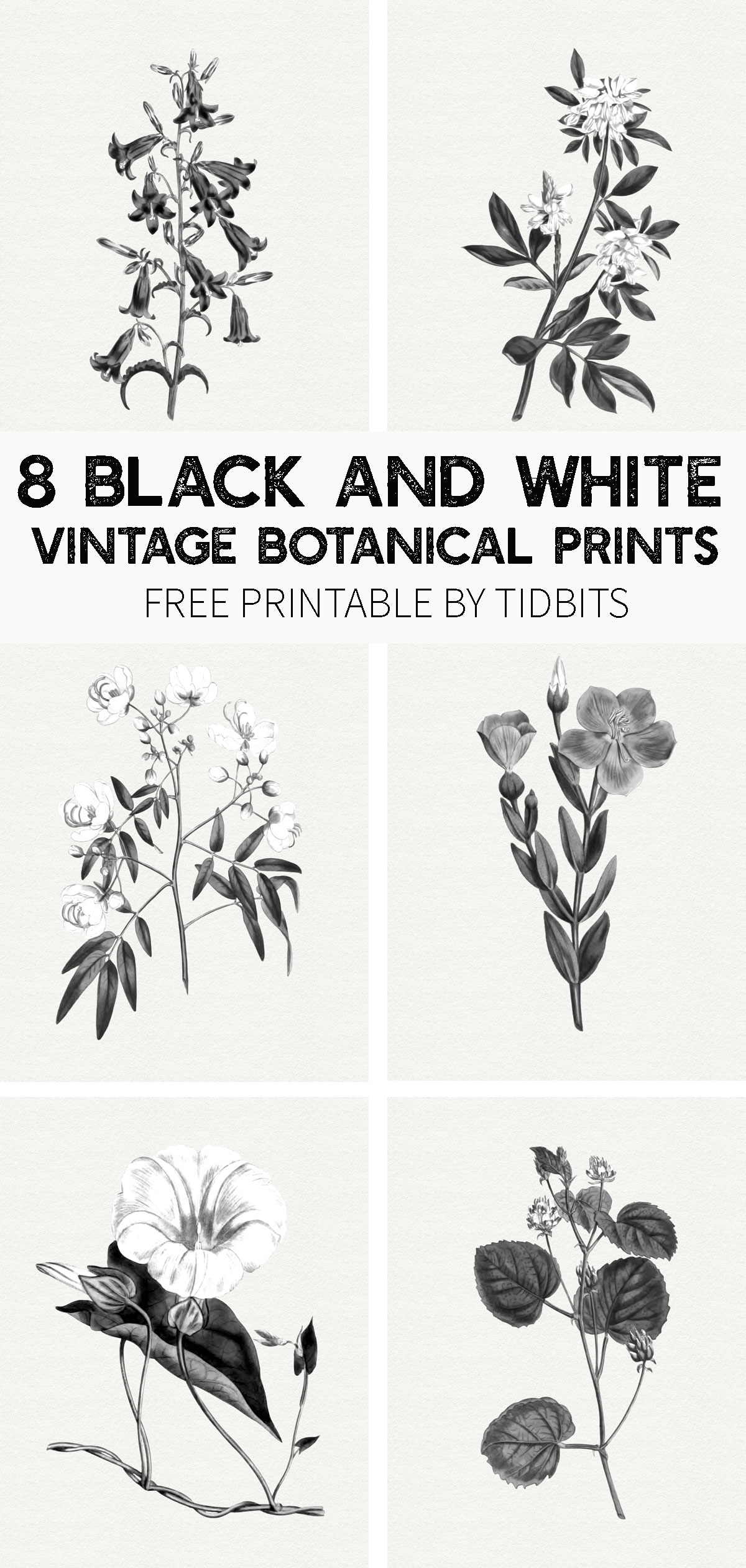 Free Black And White Vintage Botanical Prints - Tidbits for Free Black And White Printables