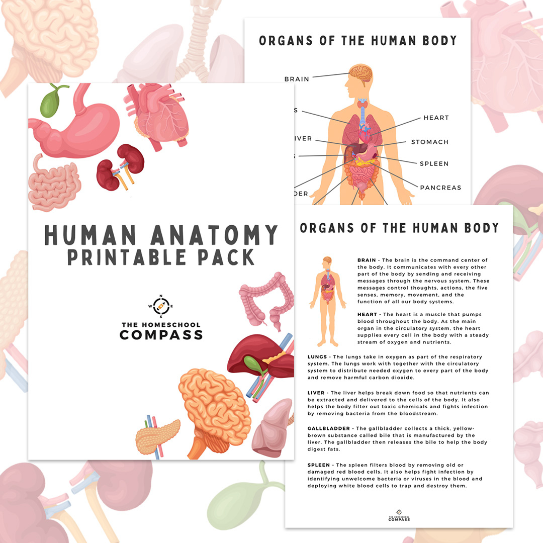 Free Human Anatomy Printable Pack - Homeschool Compass for Free Printable Muscle Flashcards