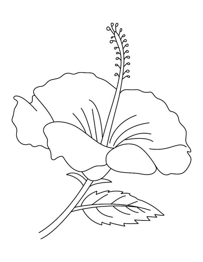 Free Printable Hibiscus Coloring Pages For Kids | Flower Drawing intended for Free Printable Hibiscus Coloring Pages