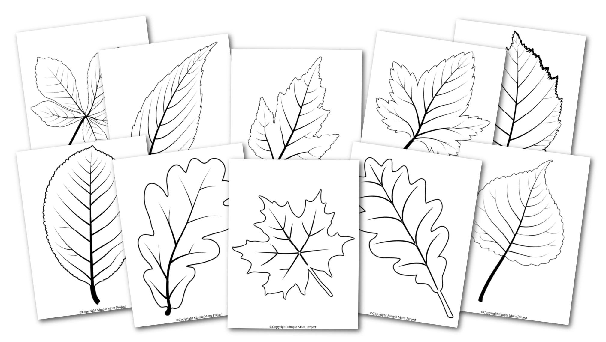 Free Printable Large Leaf Templates, Stencils And Patterns inside Free Printable Leaf Template