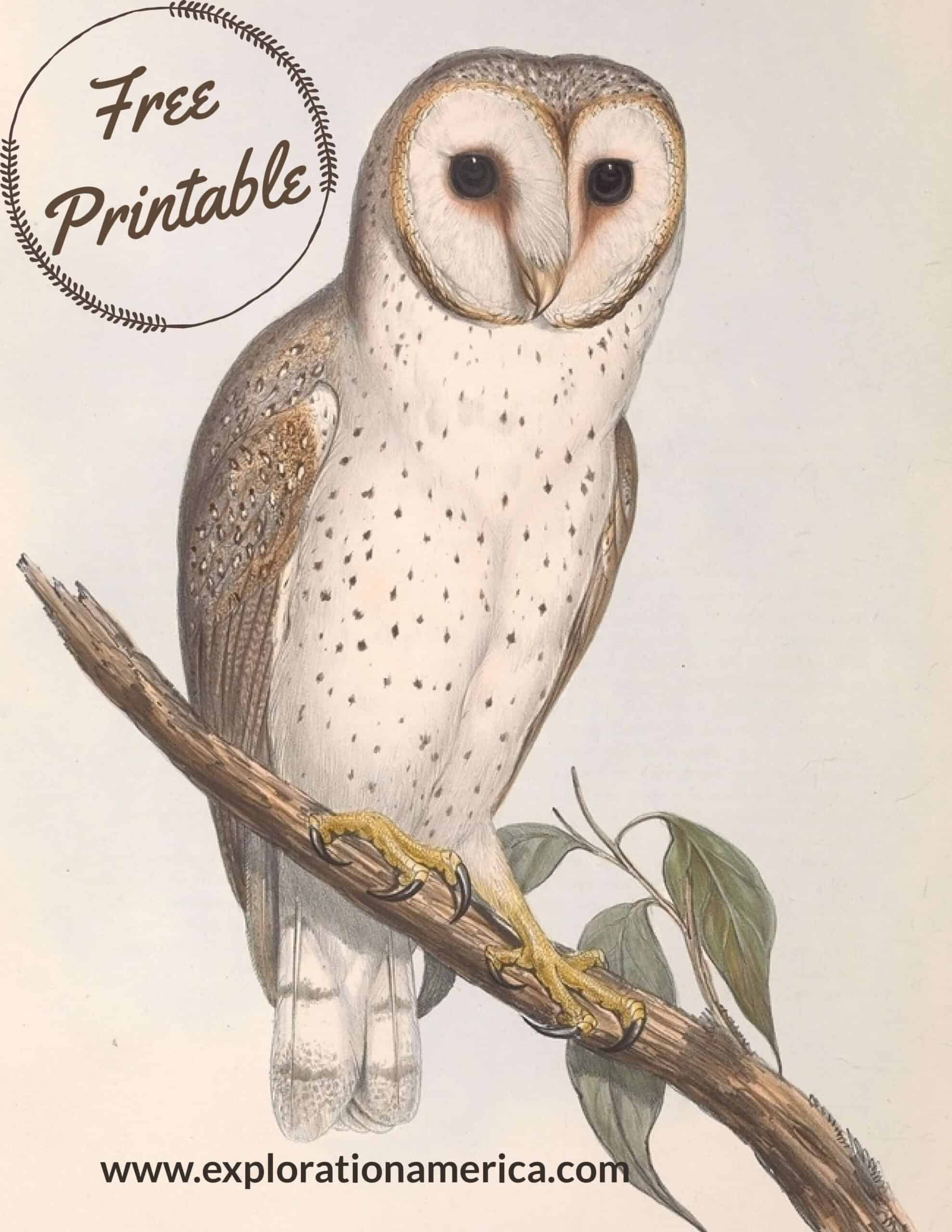 Free Printable Owl Art Posters - Beautiful Vintage Nature Scenes within Free Owl Printables