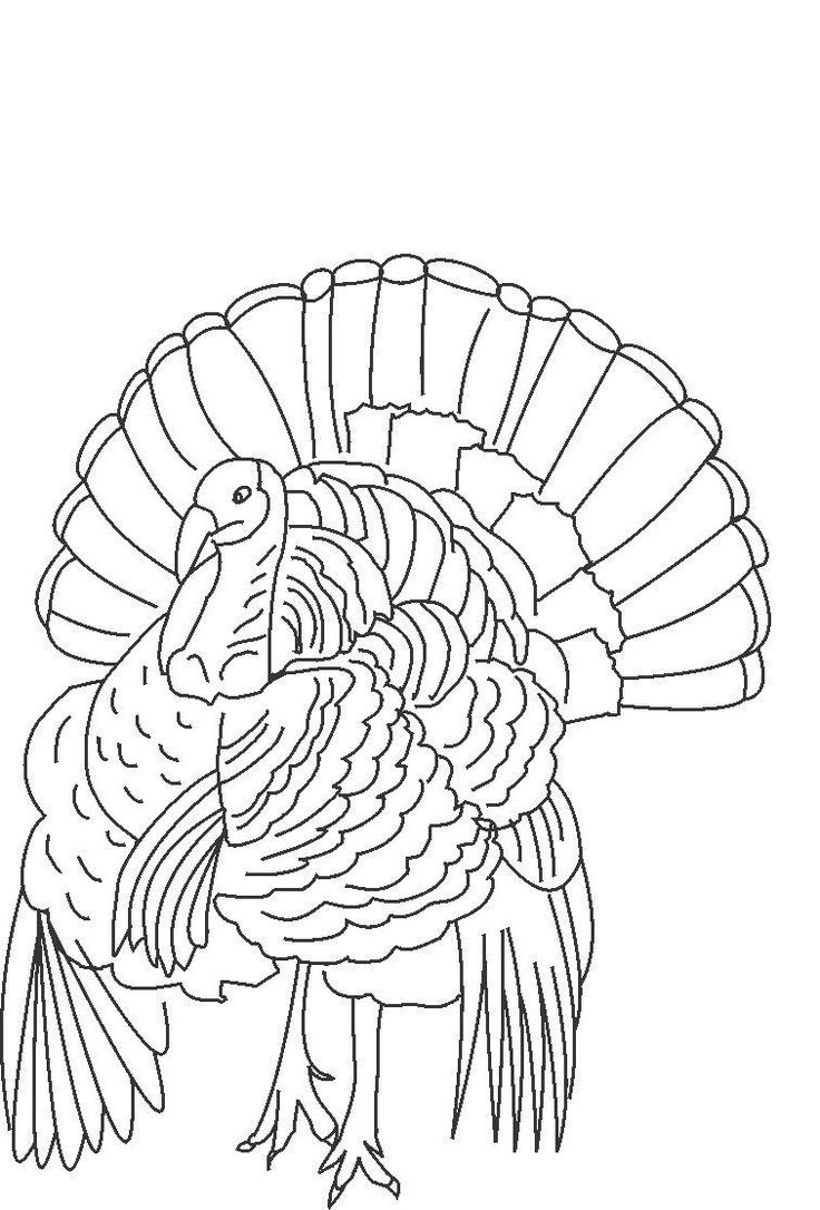 Free Printable Turkey Coloring Pages For Kids | Turkey Coloring for Free Printable Pictures Of Turkeys To Color