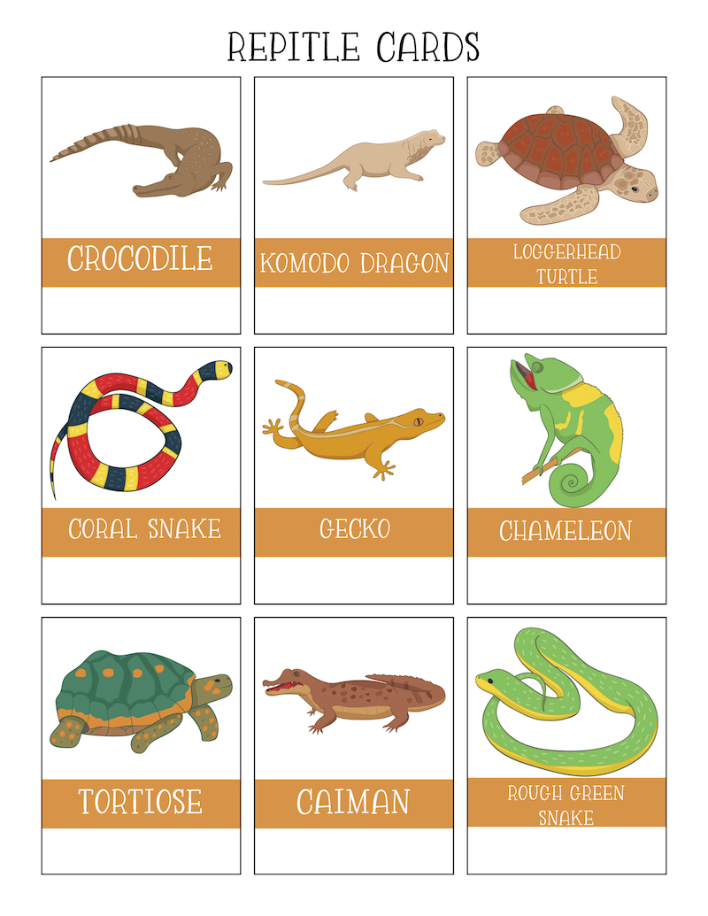 Free Reptiles Worksheets Kids Love - With Printables within Free Printable Reptile Worksheets