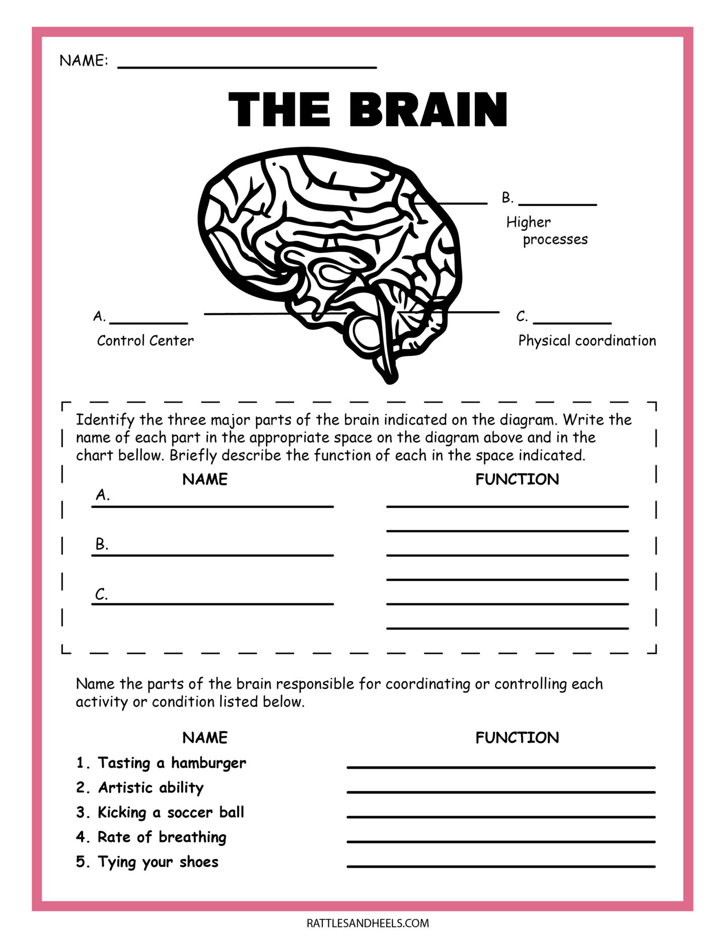 Free Science Worksheets| The Nervous System - Adanna Dill pertaining to Free Printable Science Worksheets