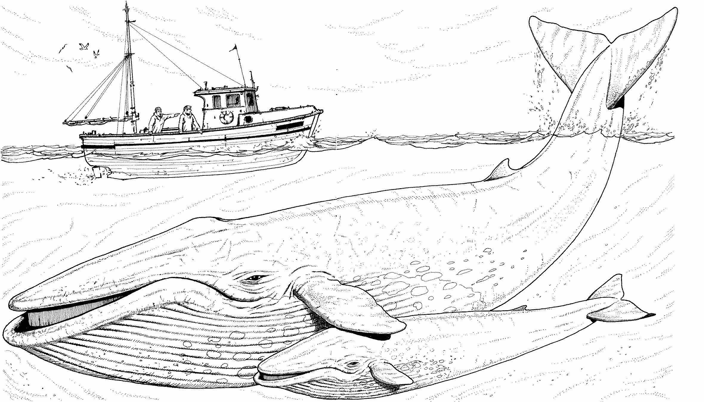 Free Whale Coloring Pages throughout Free Printable Whale Coloring Pages