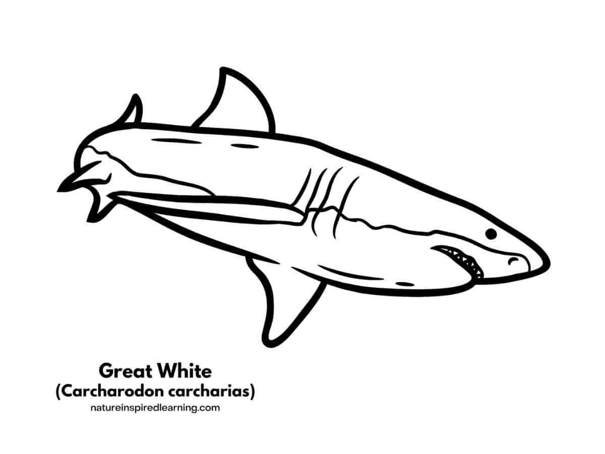 Great White Shark Coloring Pages - Nature Inspired Learning in Free Printable Great White Shark Coloring Pages