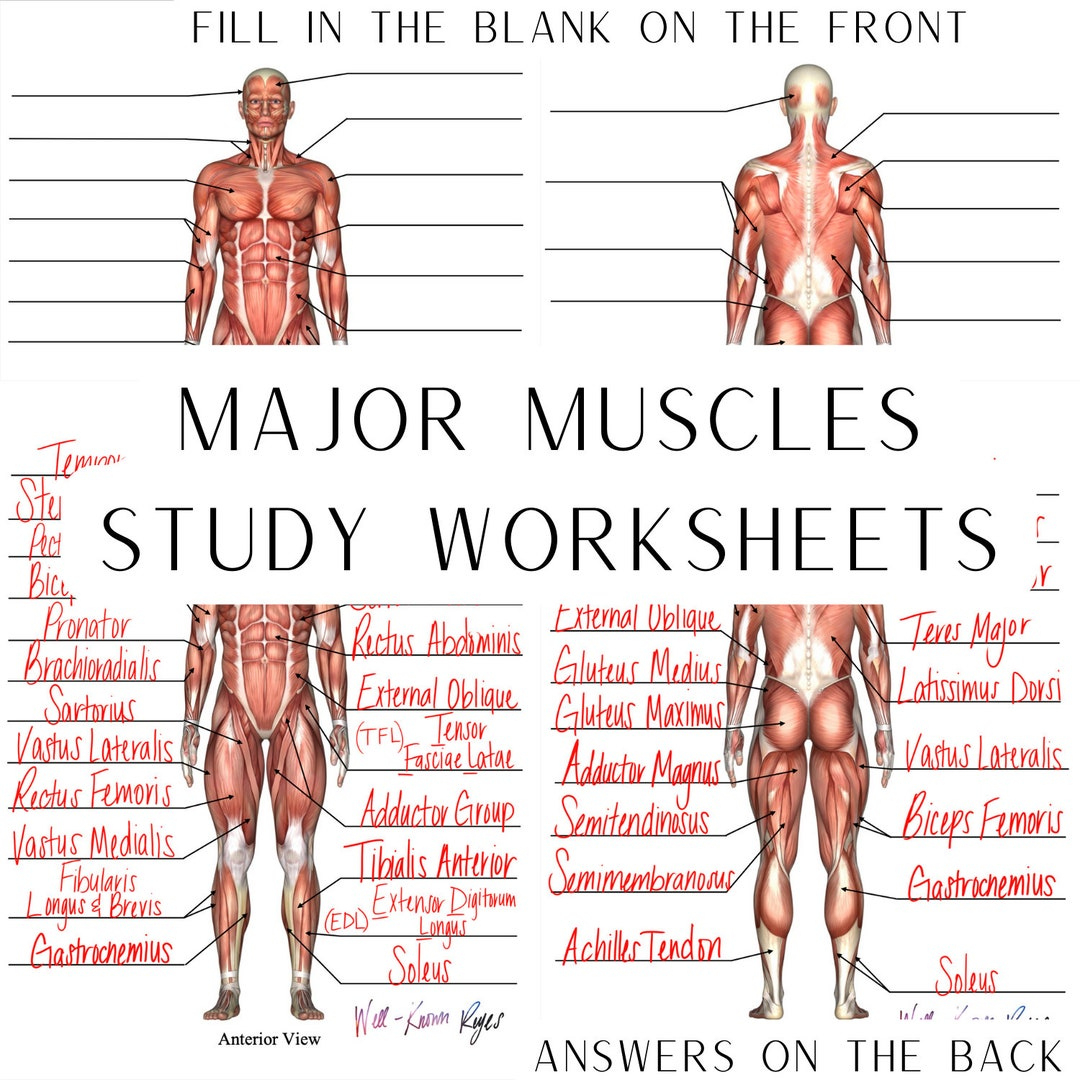 Muscular System, Major Muscles, Anatomy &amp;amp; Physiology, Study inside Free Printable Muscle Flashcards