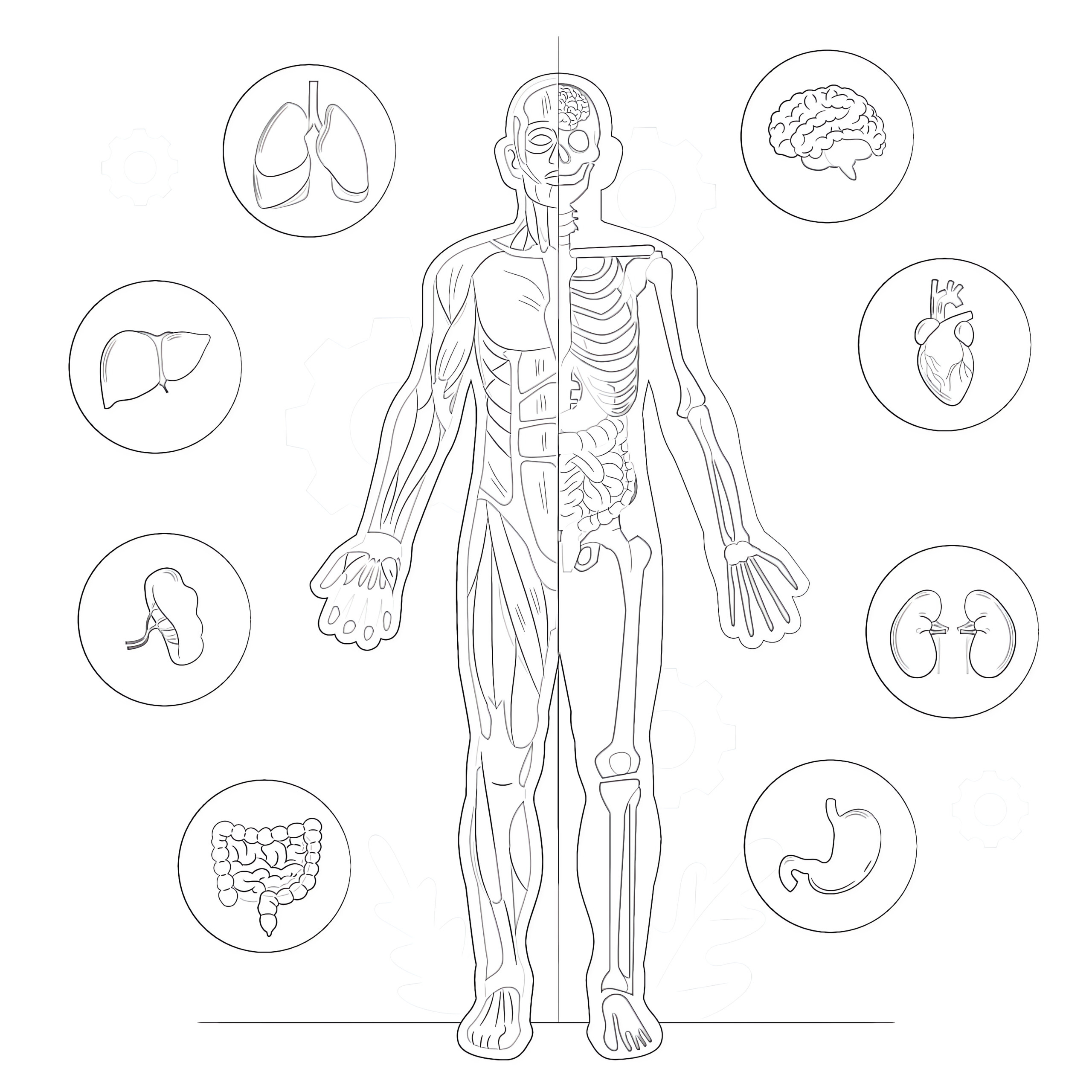 Printable Body Anatomy Coloring Page - Mimi Panda with regard to Free Printable Human Anatomy Coloring Pages