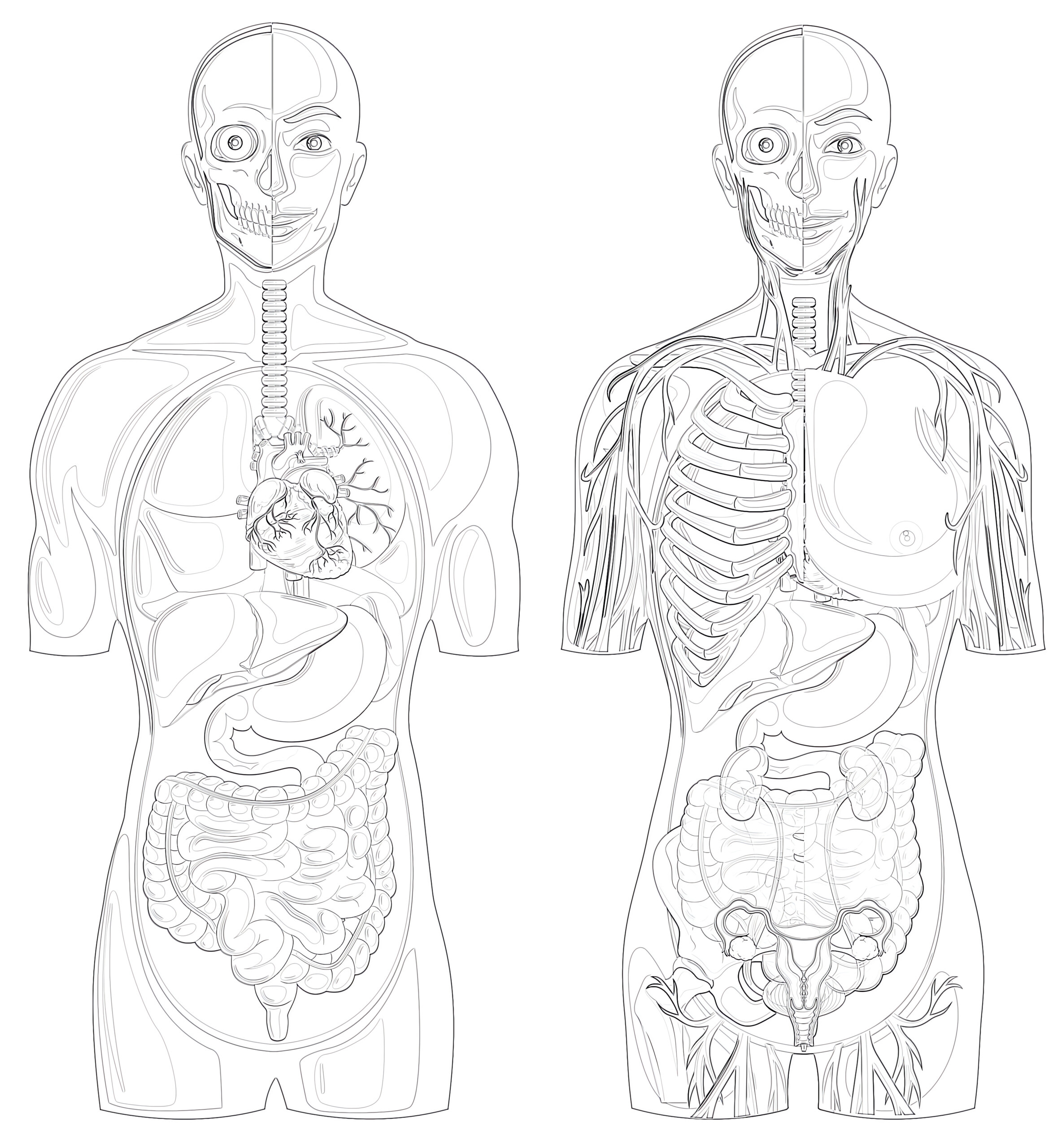 Printable Human Anatomy With Different Systems Coloring Page throughout Free Anatomy Coloring Pages Printable