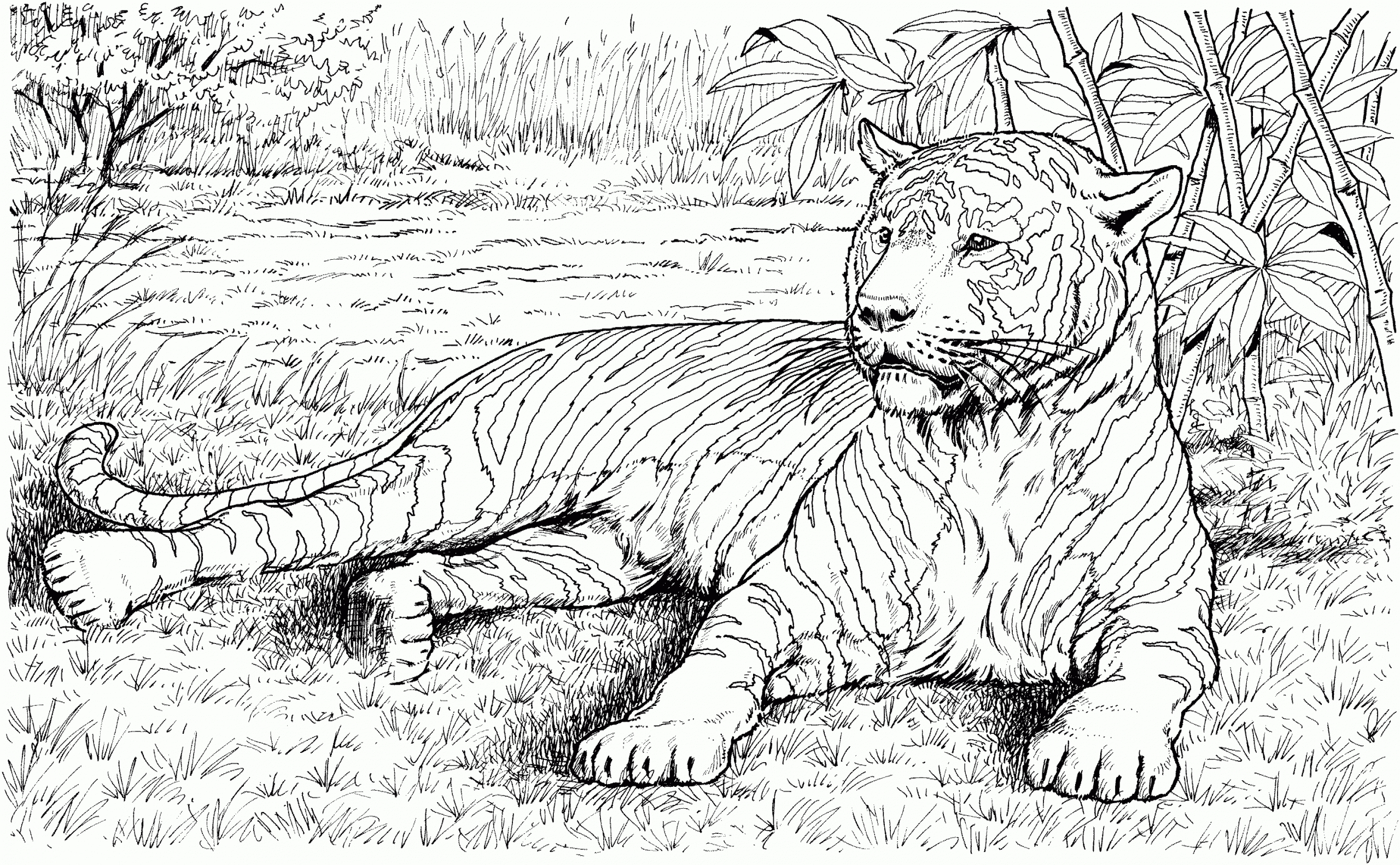 Realistic Animal Coloring Pages with Free Printable Realistic Animal Coloring Pages