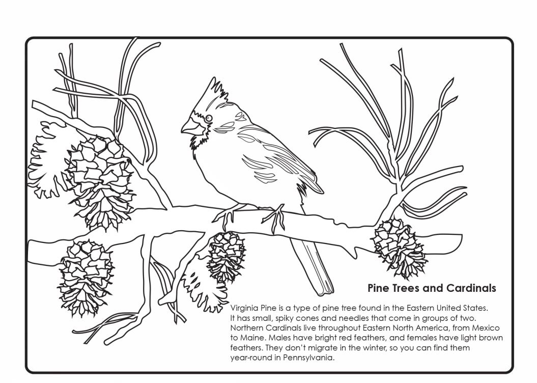 Winter Cardinal Coloring Handout | Art Sphere Inc. in Free Printable Pictures of Cardinals