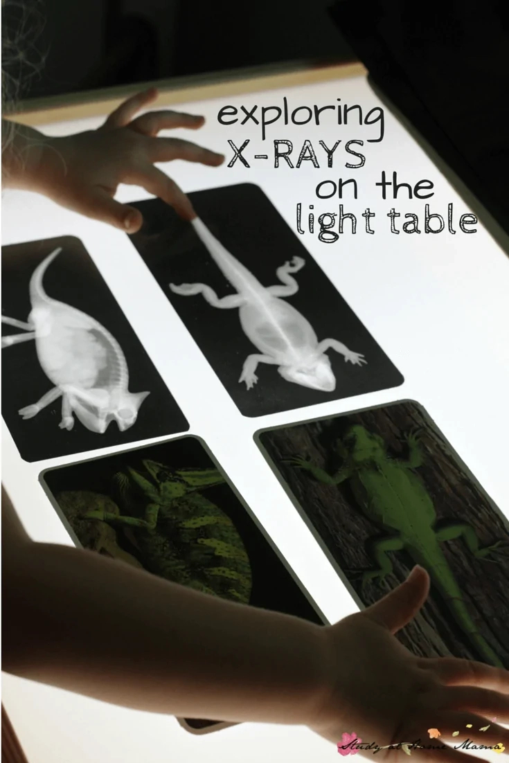 Zoology: Exploring X-Rays On The Light Table ⋆ Sugar, Spice And inside Free Printable Animal X Rays